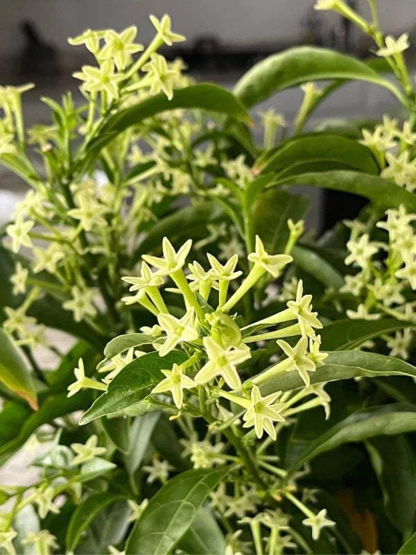 Night Blooming Jasmine Plant - 4-6 Inch Fragrant Specimen