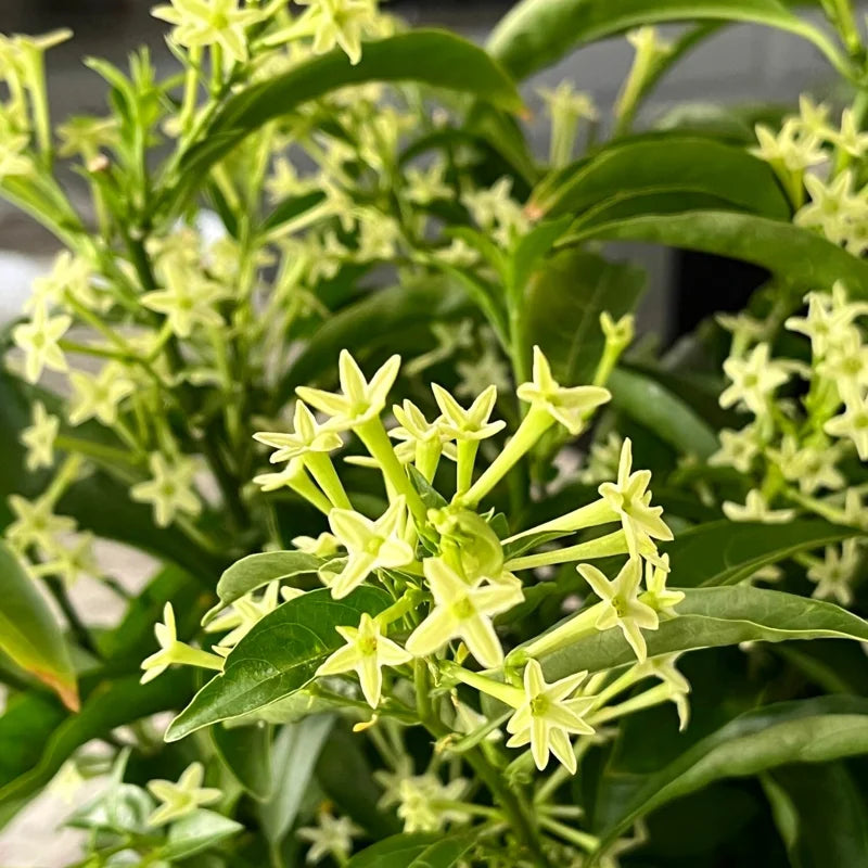 3 Night Blooming Jasmine Plants Live Set - Cestrum Nocturnum, 5-7 Inches Starter Plants