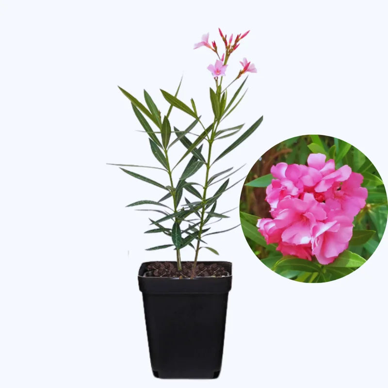 3 Oleander Live Plants - Pink Flower Plants, 5-8 Inches Tall Starter Plants
