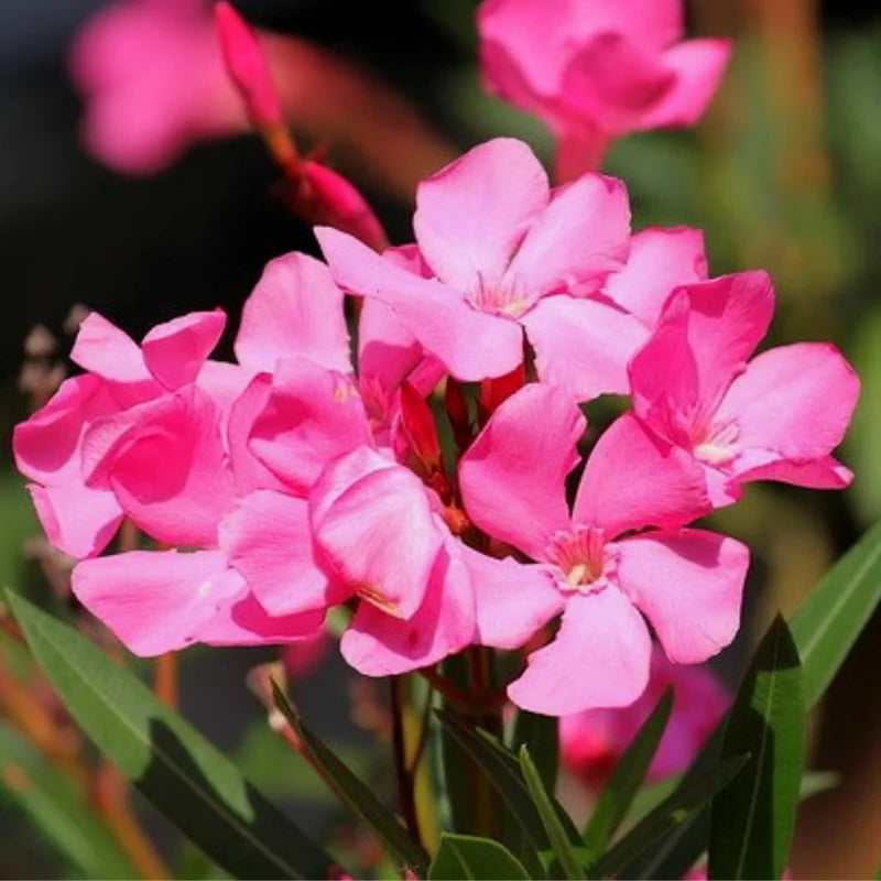 3 Oleander Live Plants - Pink Flower Plants, 5-8 Inches Tall Starter Plants