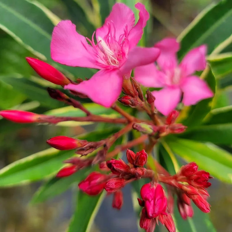 3 Oleander Live Plants - Pink Flower Plants, 5-8 Inches Tall Starter Plants