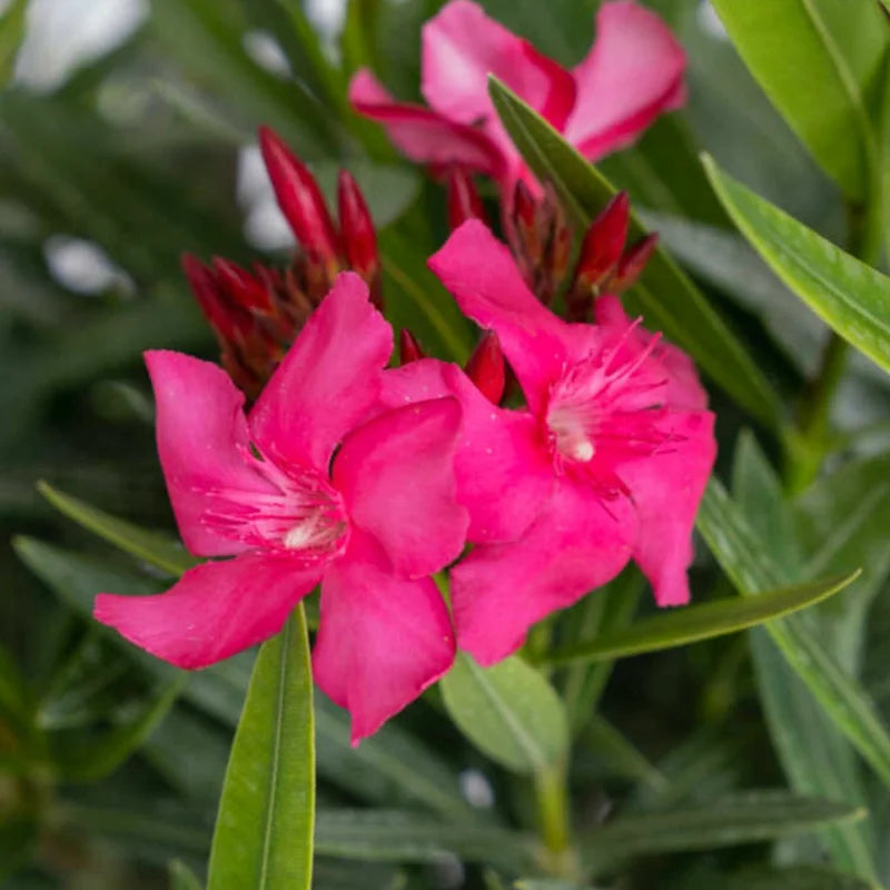 3 Oleander Live Plants - Pink Flower Plants, 5-8 Inches Tall Starter Plants