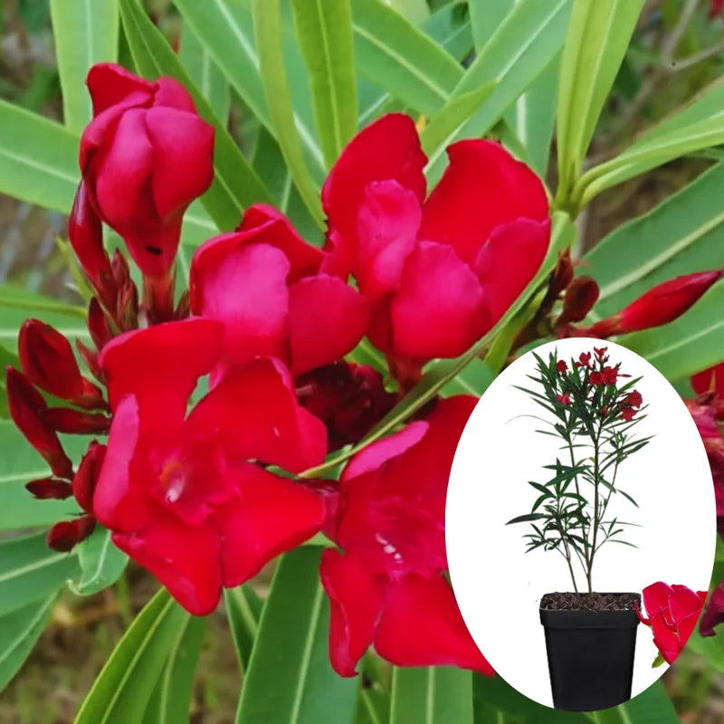 3 Oleander Live Plants - Red Tropical Shrub, 5-8 Inches, Garden Growing