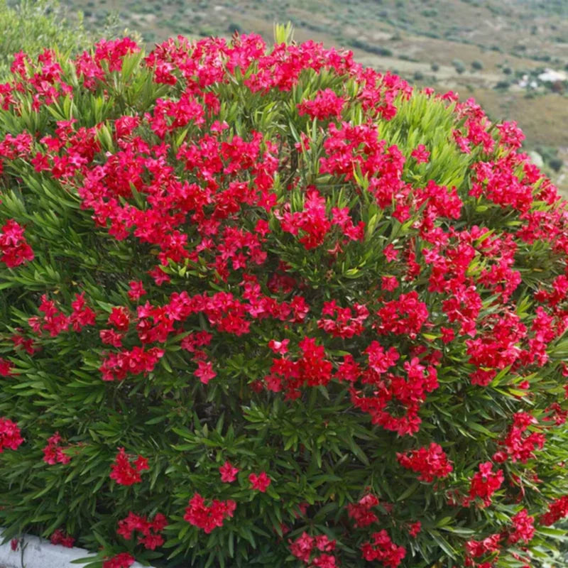 3 Oleander Live Plants - Red Tropical Shrub, 5-8 Inches, Garden Growing