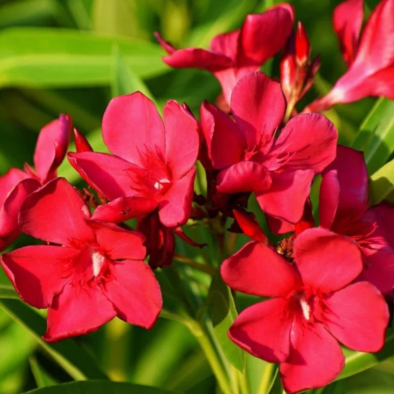 3 Oleander Live Plants - Red Tropical Shrub, 5-8 Inches, Garden Growing