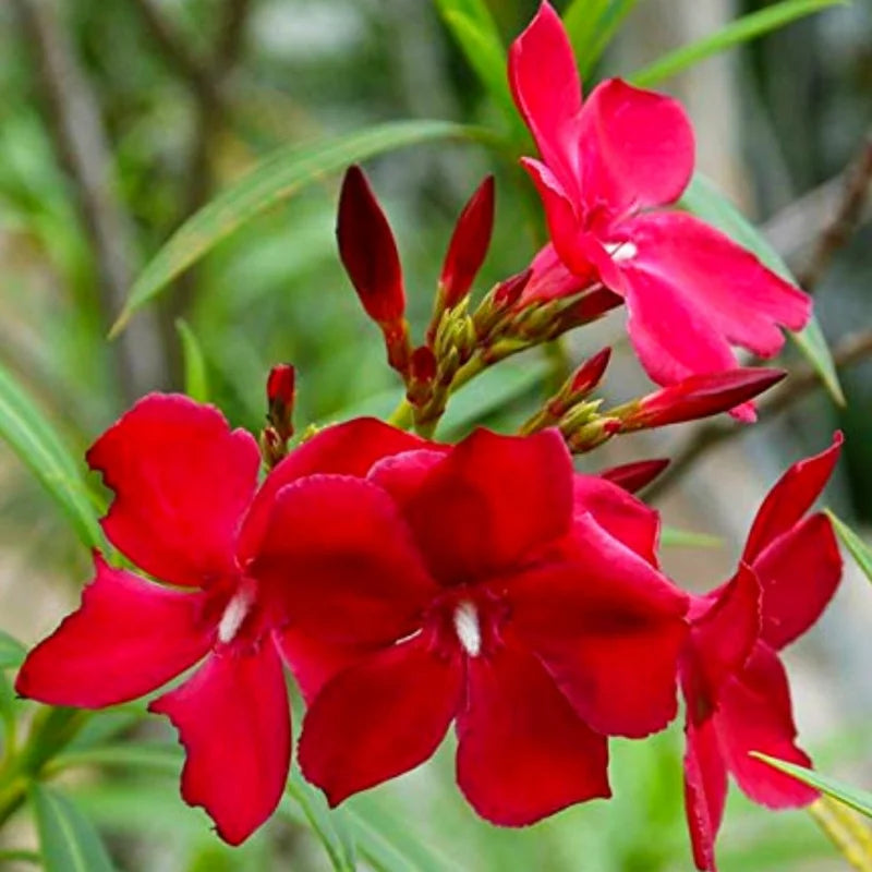 3 Oleander Live Plants - Red Tropical Shrub, 5-8 Inches, Garden Growing