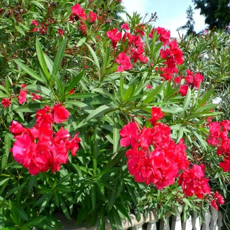 3 Oleander Live Plants - Red Tropical Shrub, 5-8 Inches, Garden Growing