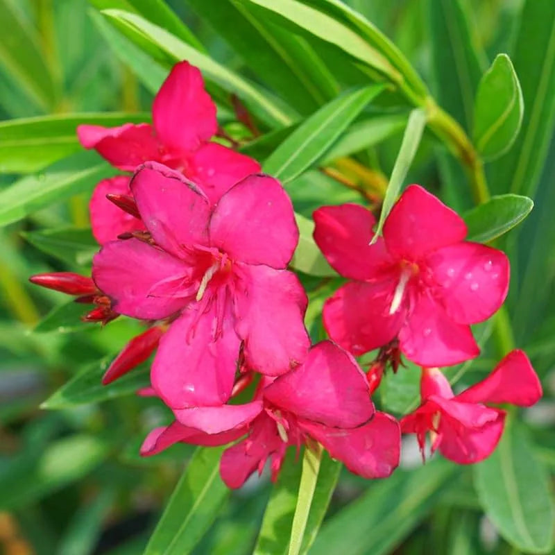 2 Pink Oleander Plant Live Shrub 3-5 Inch Tall Indoor Outdoor