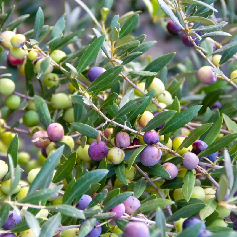 Olive Tree 3-4 ft Live Plant in Pot - Not for CA