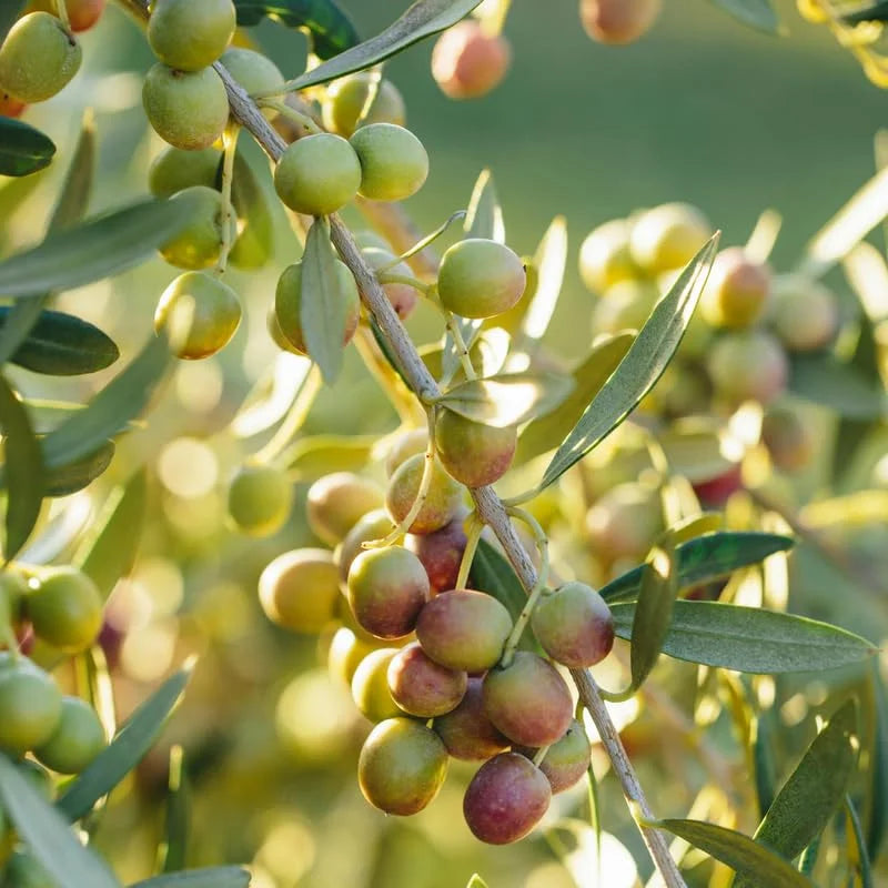 Olive Tree 3-4 ft Live Plant in Pot - Not for CA