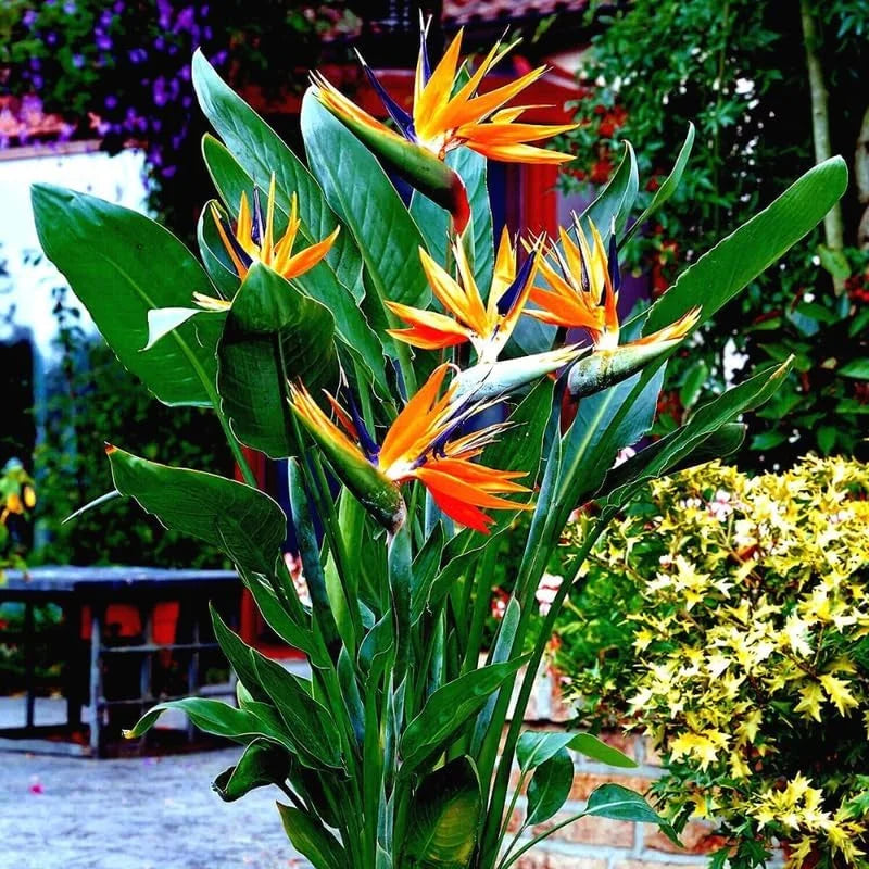 Orange Bird of Paradise Plant - Live Tropical Houseplant - 5-10 Inches - Exotic Blooms