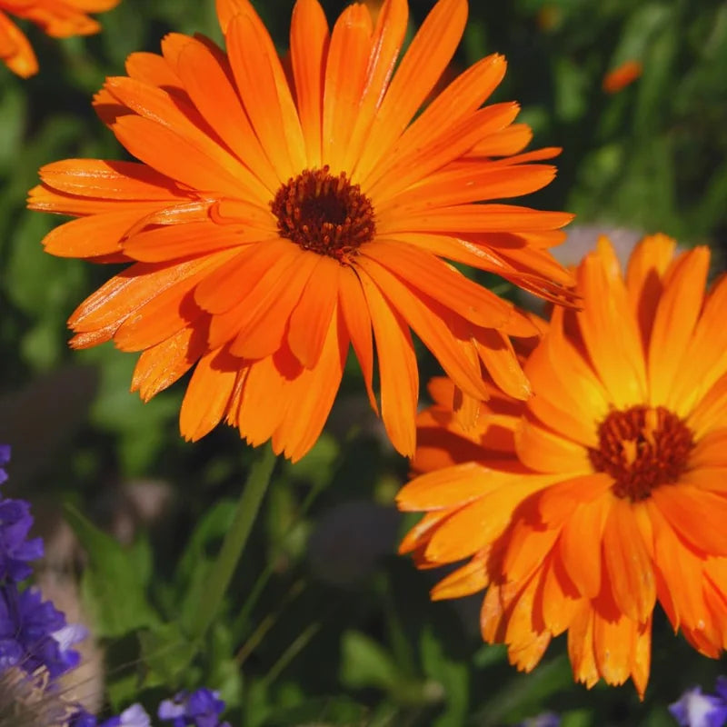 Orange Gerbera Daisy Live Plants - 2 Pack - Outdoor Indoor Daisy Plants