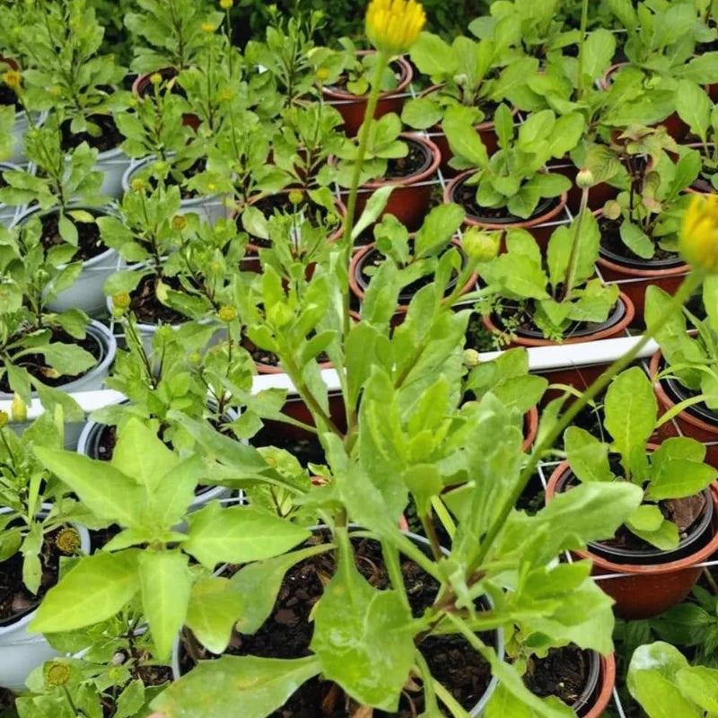 Orange Gerbera Daisy Live Plants - 3 Pack - 4-6 Inch Tall Daisies