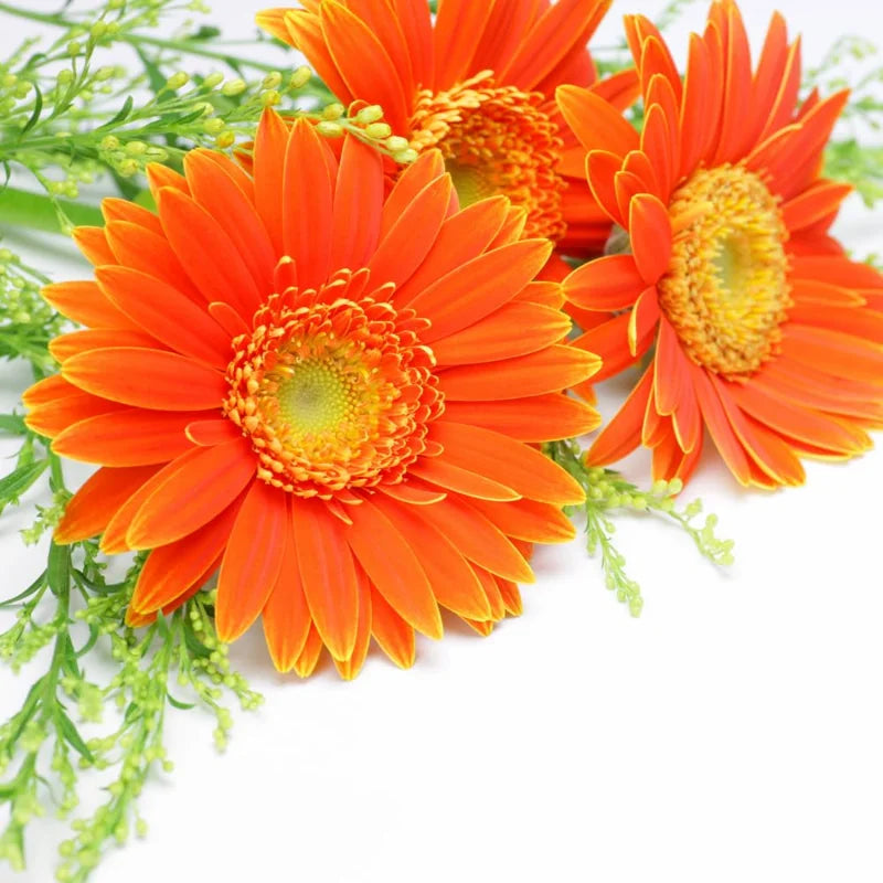 Orange Gerbera Daisy Live Plants - 3 Pack - 4-6 Inch Tall Daisies