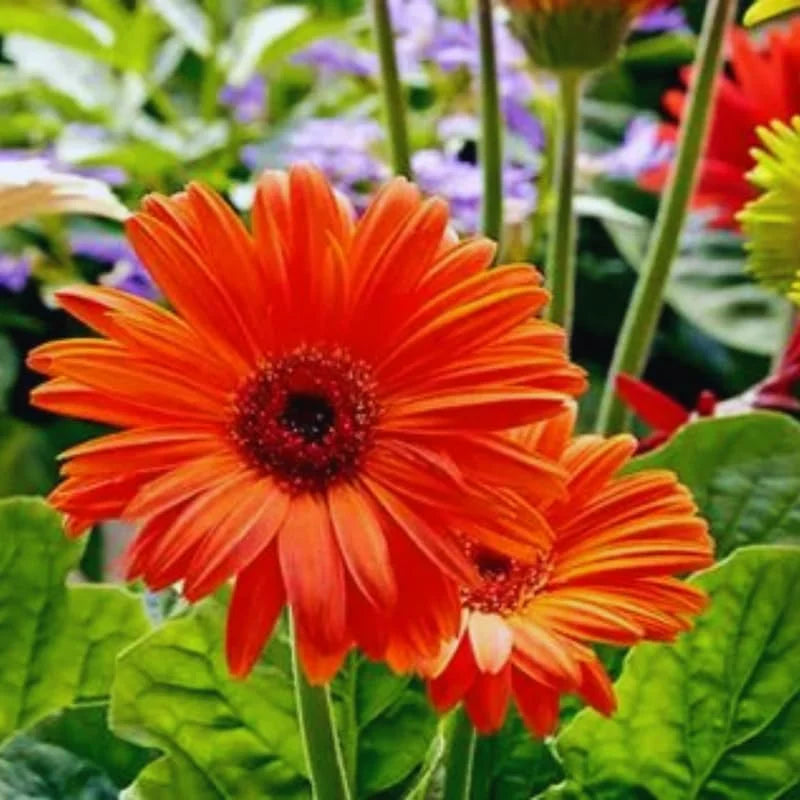 Gerbera Daisies Live Plants - 2 Orange Daisy Plants 3-6 Inches for Garden