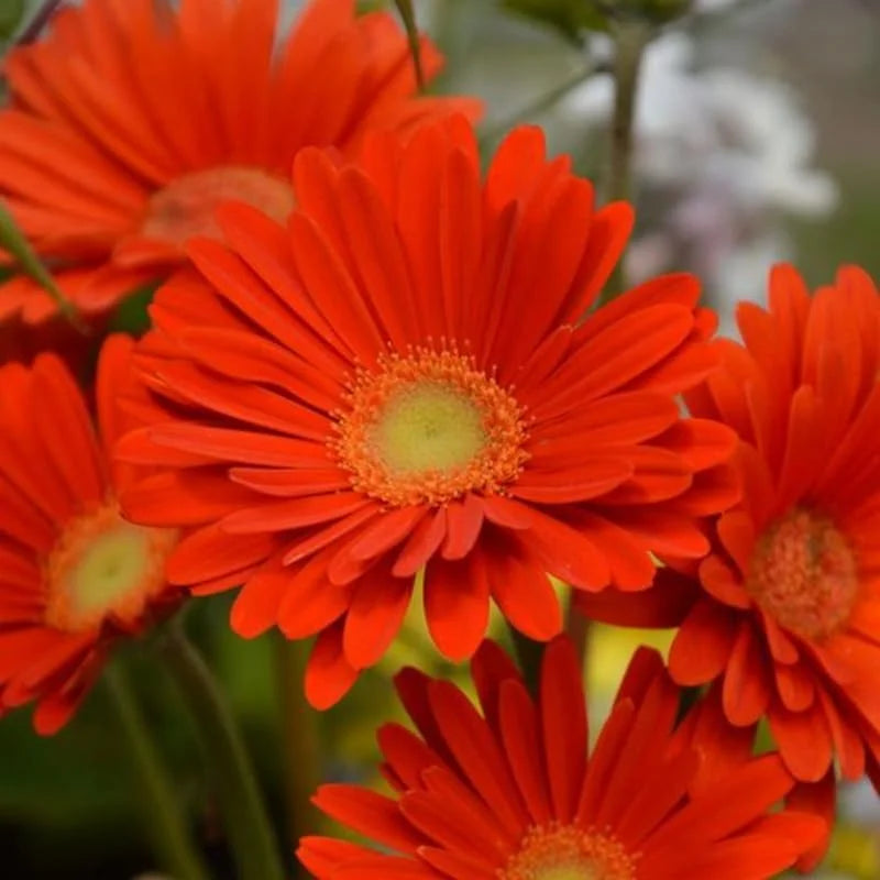 Gerbera Daisies Live Plants - 2 Orange Daisy Plants 3-6 Inches for Garden