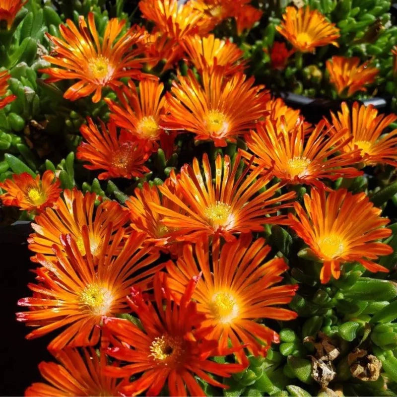Orange Ice Plant, Quart Pot - Delosperma