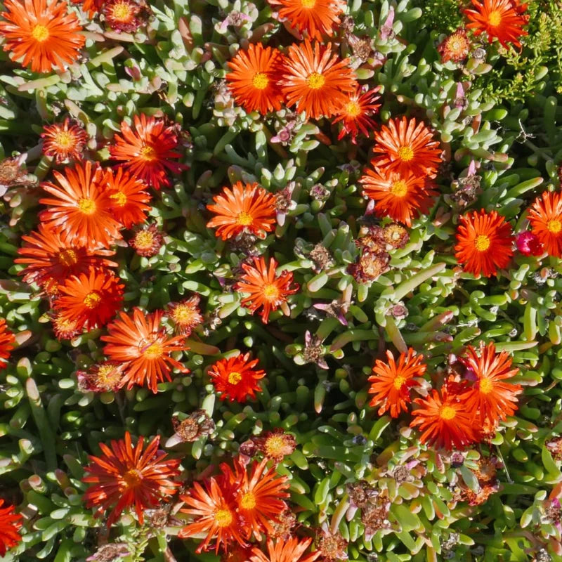 Orange Ice Plant, Quart Pot - Delosperma