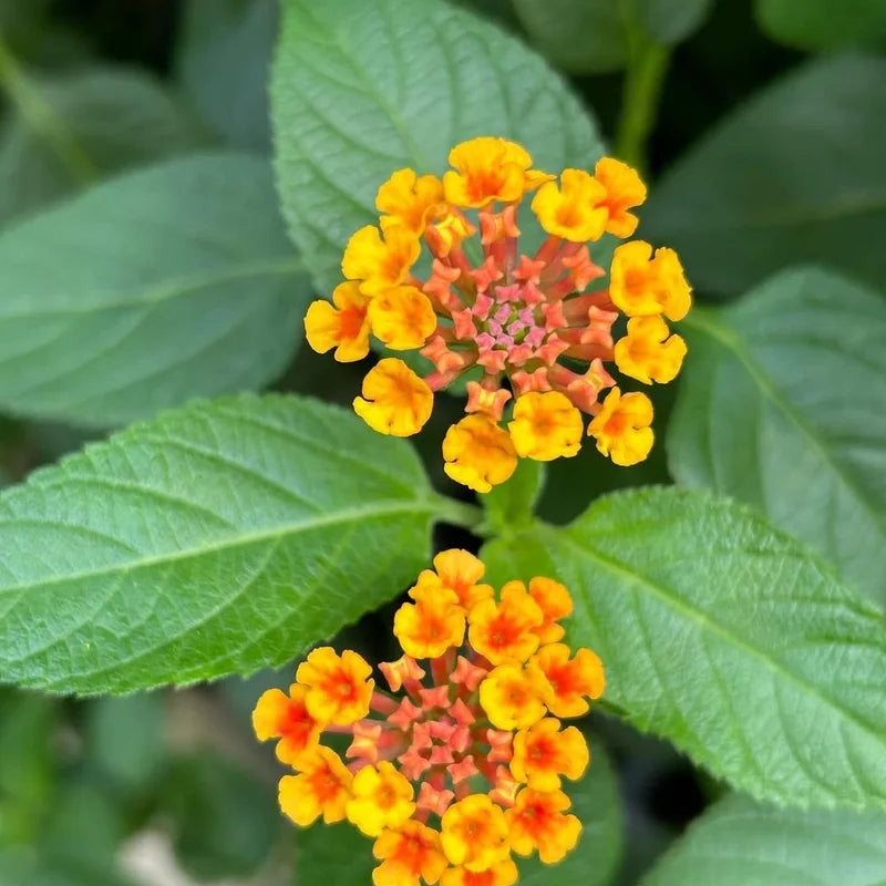 Trailing Lantana Plants Live - 3 Pack Orange Flowers - 5-7 Inch Tall for Outdoor Gardening