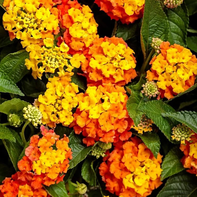 Orange Lantana Plant Live - 6-9 Inch Tall - Fragrant Outdoor Butterfly Perennial Flowers