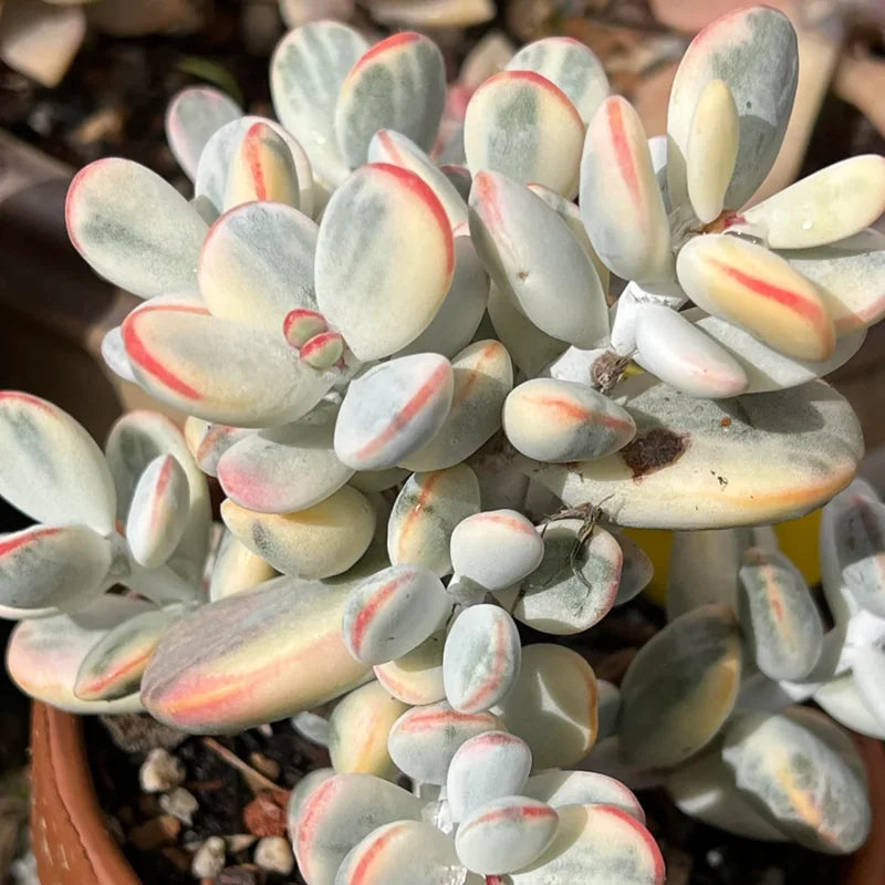 Orbiculata Cotyledon Pendens Plant Trailing Succulent Live Plant 3 Inches Potted Variegated