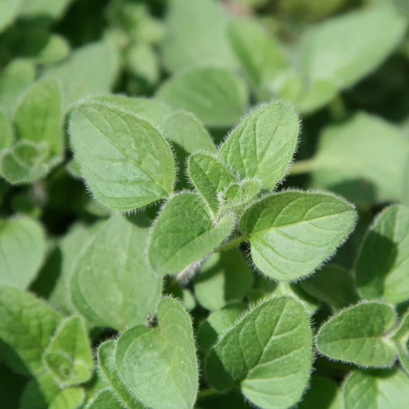 Oregano Plants Live - 2 Well Rooted Herb Plants 3-5 Inch Tall - Outdoor Garden Growing