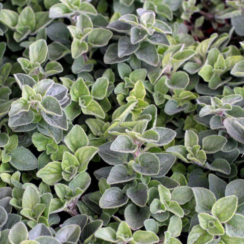 Oregano Plants Live - 2 Well Rooted Herb Plants 3-5 Inch Tall - Outdoor Garden Growing