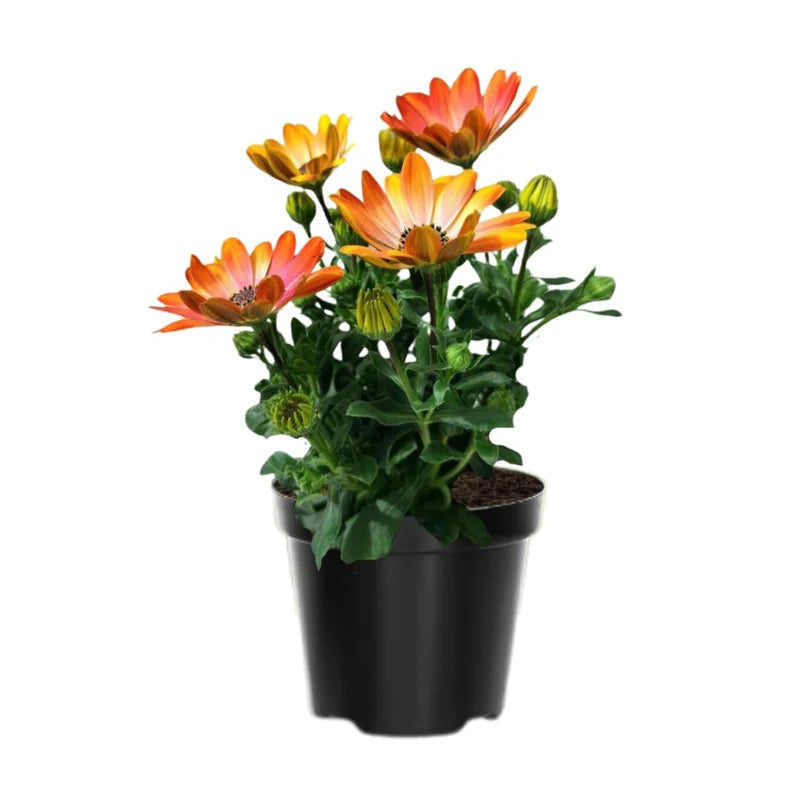 4 Osteospermum Flower Plants Live - Orange Daisy, 4 Inch Potted Perennial Flowers