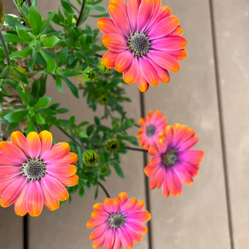 4 Osteospermum Flower Plants Live - Orange Daisy, 4 Inch Potted Perennial Flowers