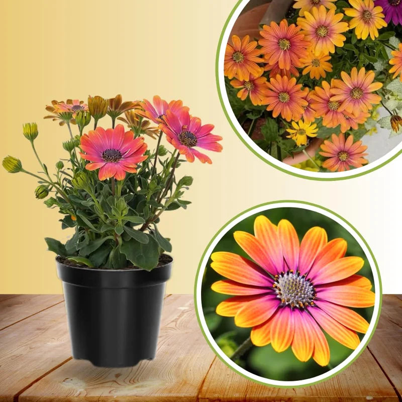 4 Osteospermum Flower Plants Live - Orange Daisy, 4 Inch Potted Perennial Flowers
