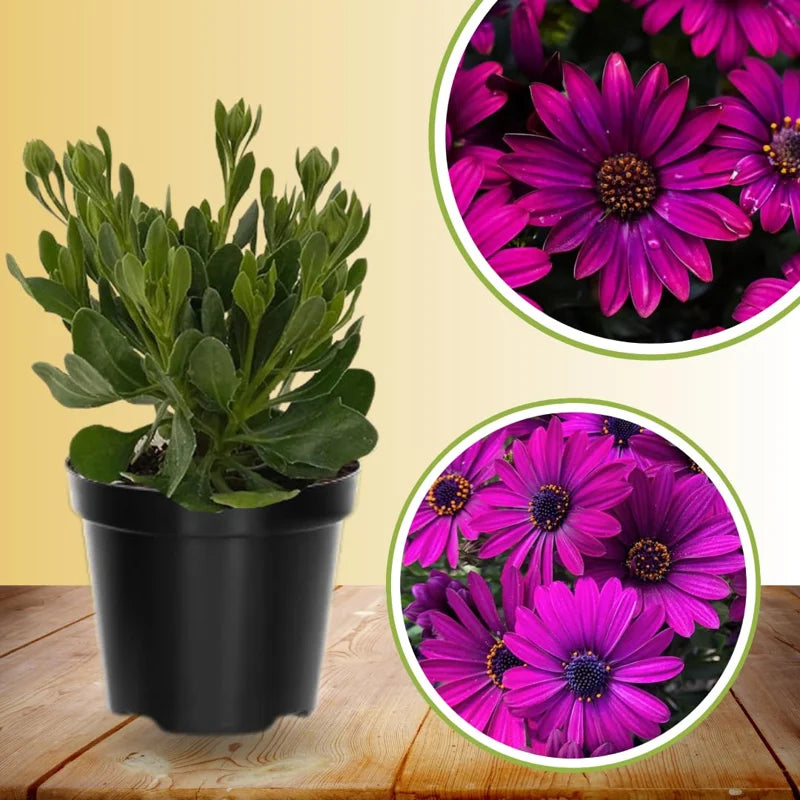 4 Osteospermum Flower Plants - Live Purple Daisy in 4-inch Pot - Outdoor Perennial Garden Planting