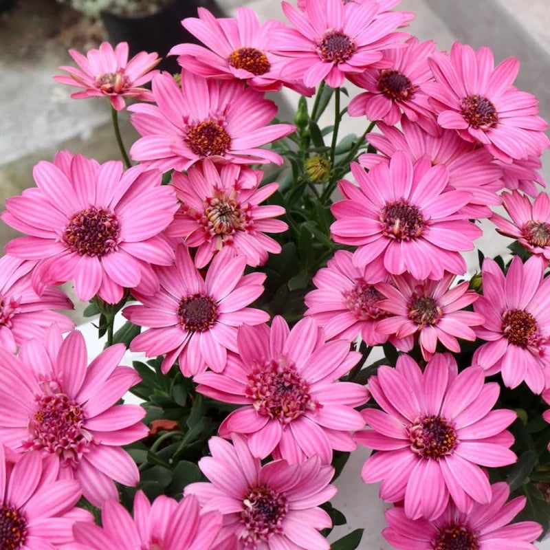 4 Osteospermum Pink Daisy Plants - 4 Inch Potted Live Perennial Flower