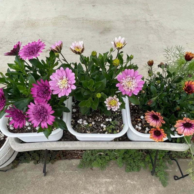 4 Osteospermum Pink Daisy Plants - 4 Inch Potted Live Perennial Flower