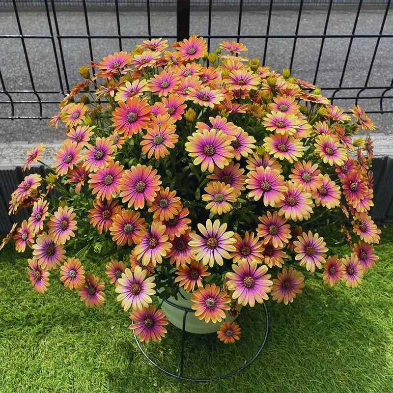 2 Osteospermum Plants: Orange African Daisy Flower Plants, 4 Inch Potted, Annual