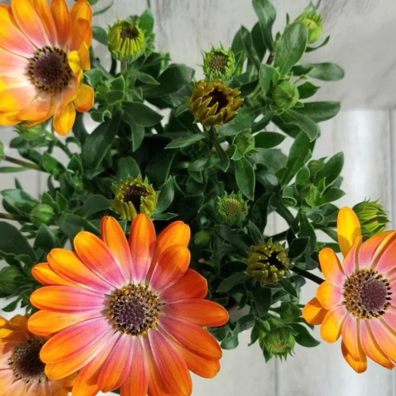 2 Osteospermum Plants: Orange African Daisy Flower Plants, 4 Inch Potted, Annual