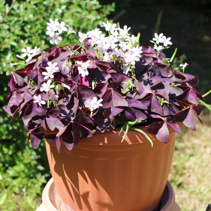 Oxalis Triangularis Live Plant - Purple Shamrock - 4-9 Inch - Purple
