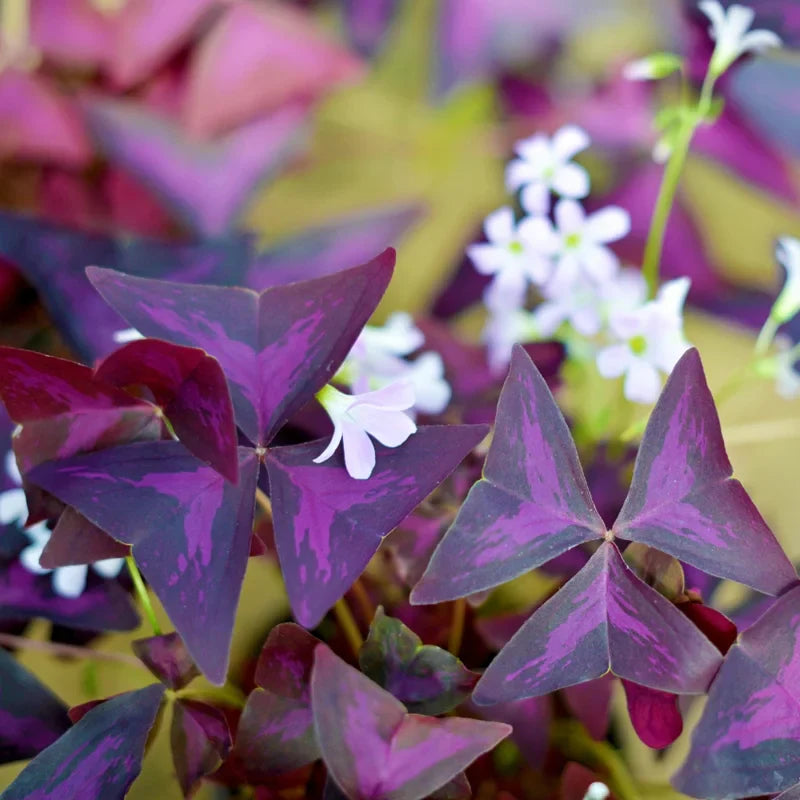 Oxalis Triangularis Live Plant - Purple Shamrock - 4-9 Inch - Purple