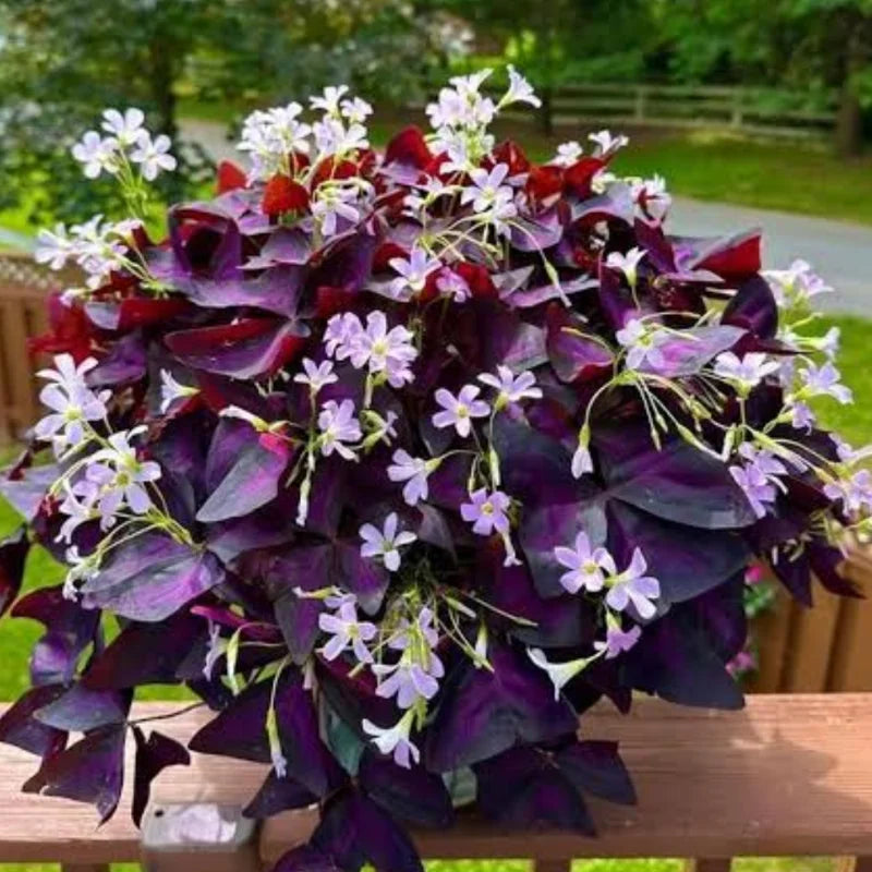 2 Oxalis Triangularis Live Plants, 5-9" Height, Purple Shamrock Plants Live, Ornamental Oxalis Plant Live Indoor Outdoor
