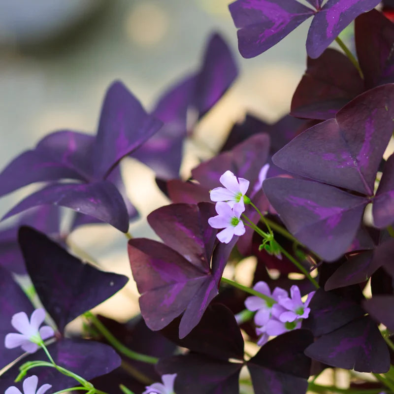 2 Oxalis Triangularis Live Plants, 5-9" Height, Purple Shamrock Plants Live, Ornamental Oxalis Plant Live Indoor Outdoor