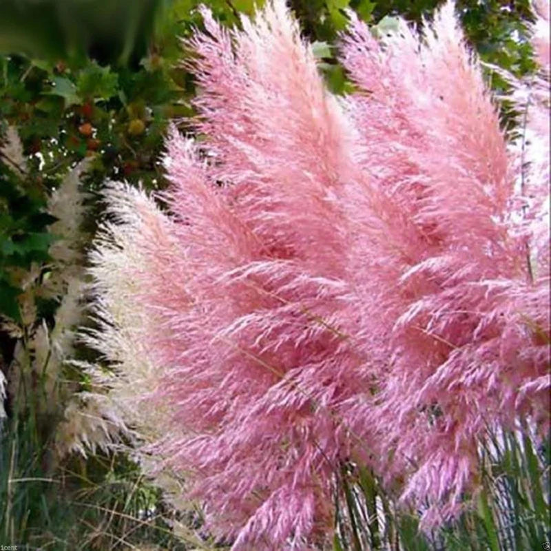 3 Pampas Grass Plants Live Clumps - Ornamental Grass Perennial 5-9 Inch Tall