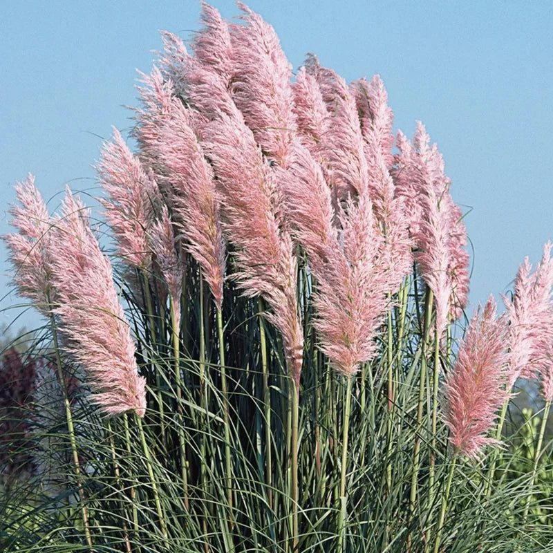 3 Pampas Grass Plants Live Clumps - Ornamental Grass Perennial 5-9 Inch Tall