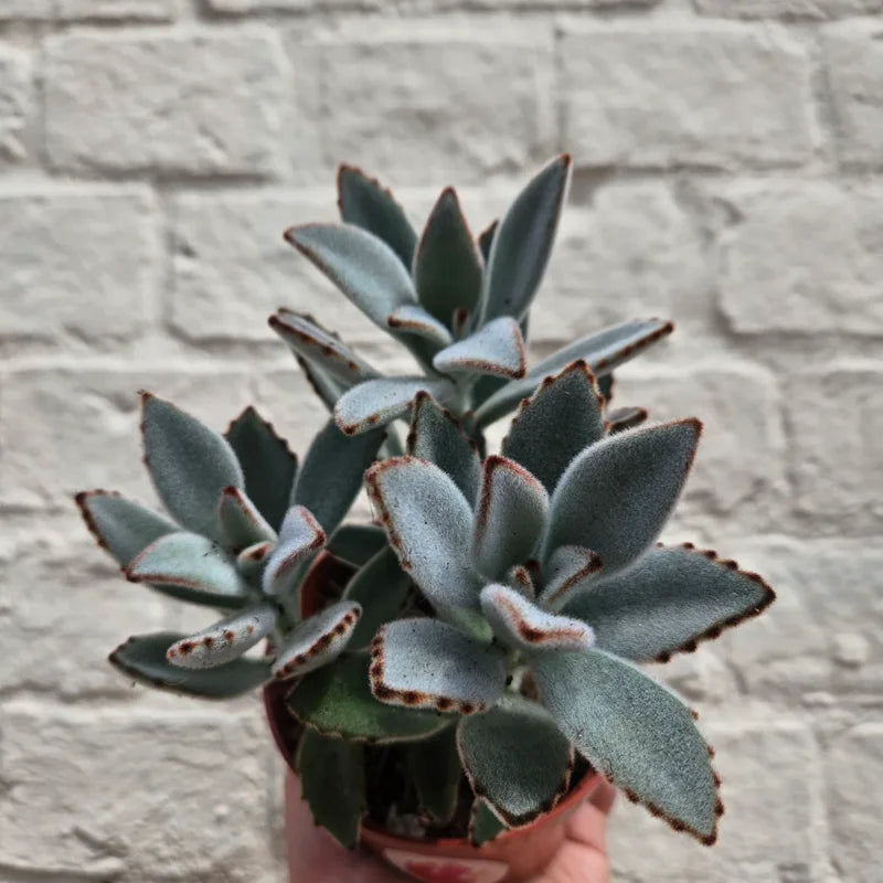 Kalanchoe Tomentosa Panda Plant Bundle - Live Plants 4 Inch Pots
