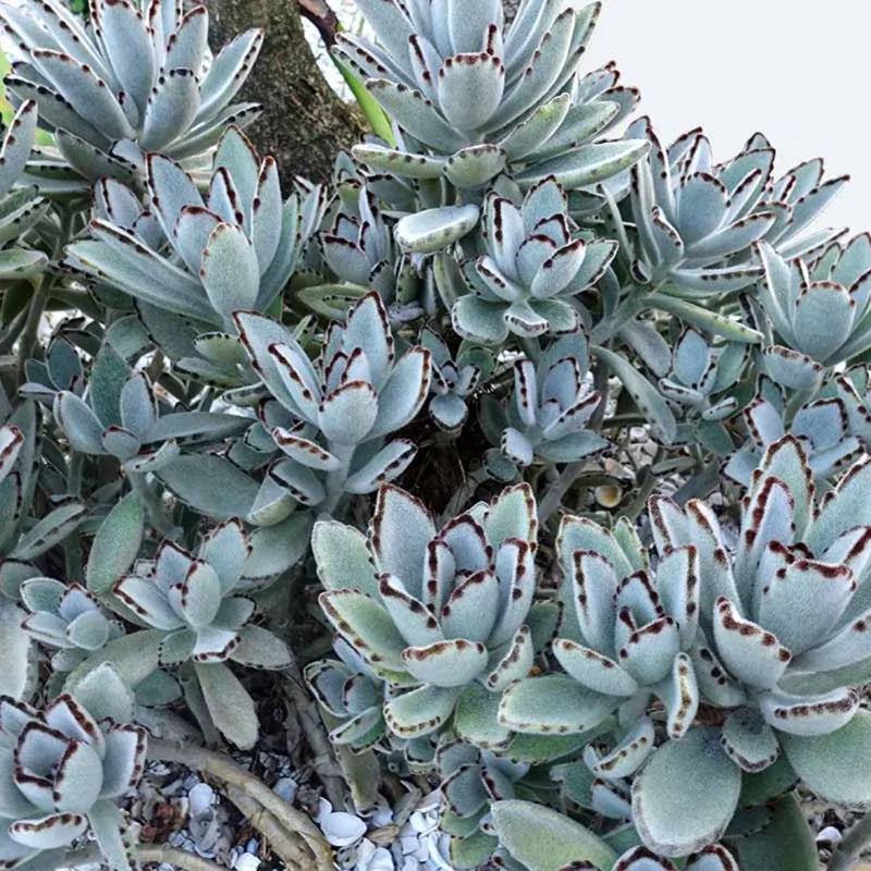 Kalanchoe Tomentosa Panda Plant Bundle Live - 4 Inch Home Decor Indoor Plant