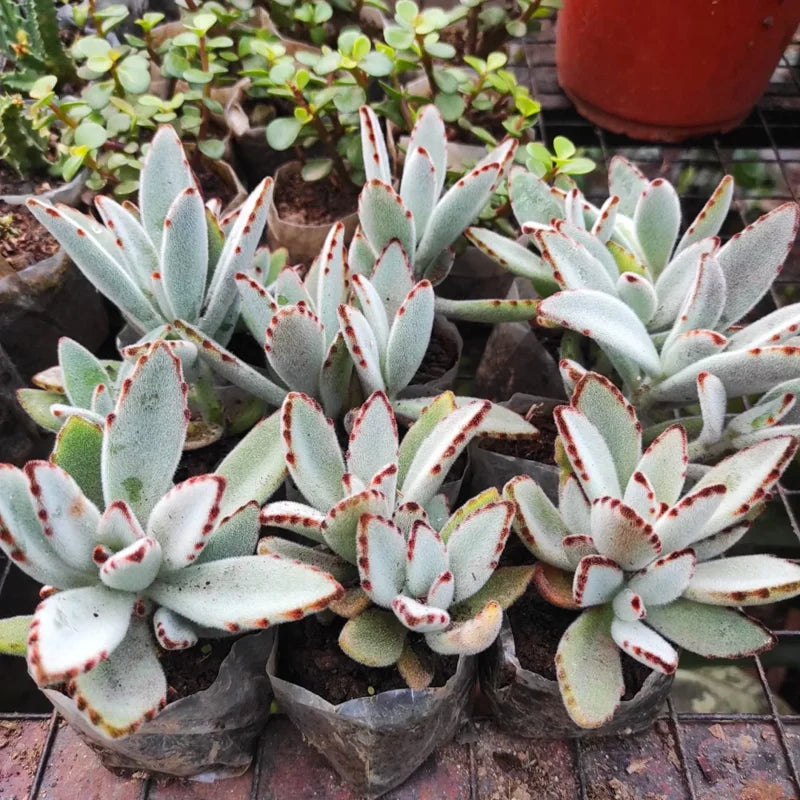 Kalanchoe Tomentosa Panda Plant Bundle - Live Plants 4 Inch Pots