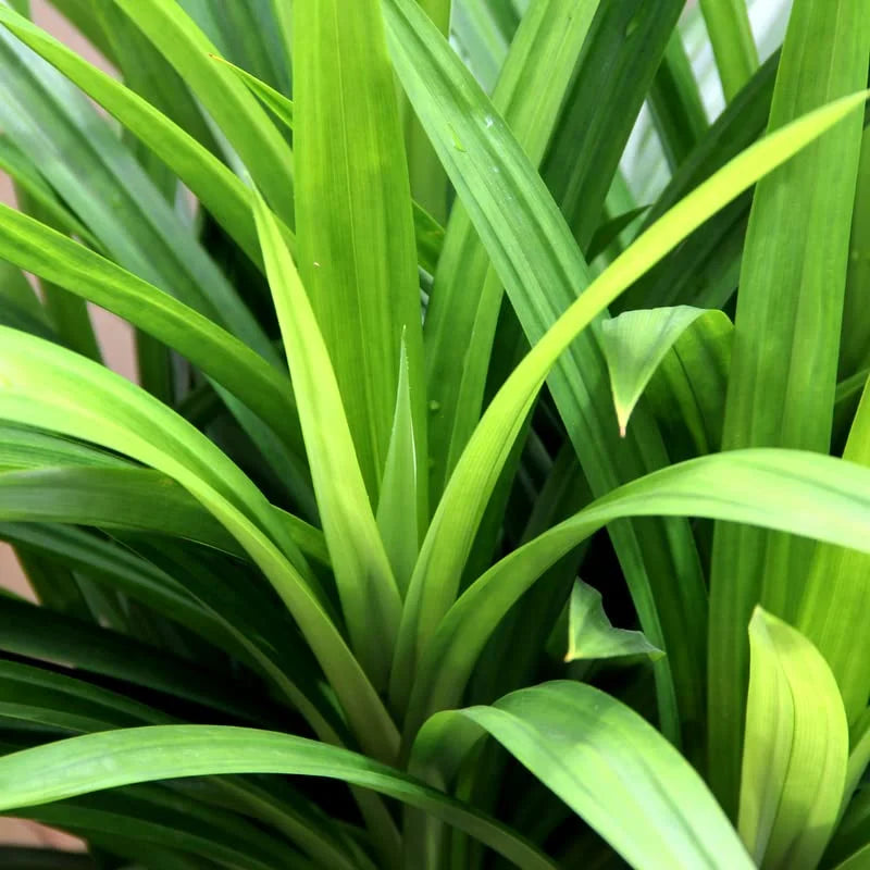 Pandan Plant, 2.5 Inch Pot
