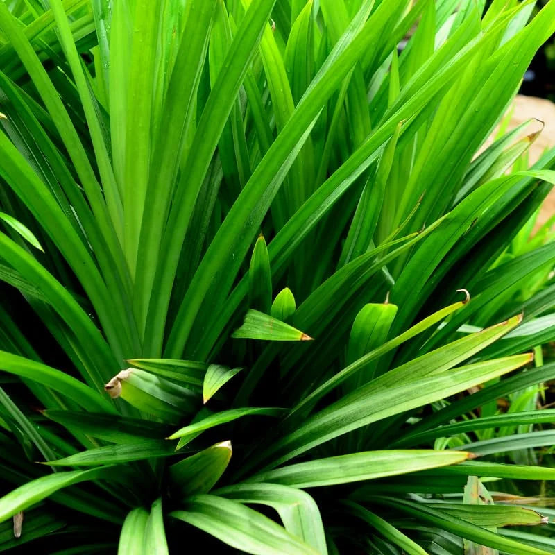 Pandan Plant, 2.5 Inch Pot