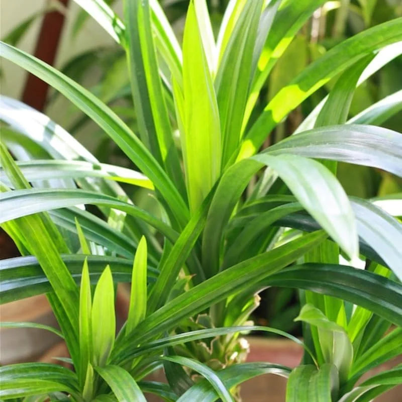 Pandan Plant Live - Aromatic Leaves Plant 5-8 Inches - Culinary Herb