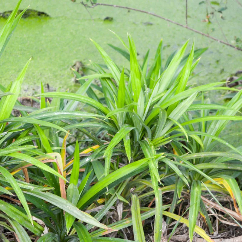 Pandan Plant Live Bareroot - 8-10 Inches - For Gardening