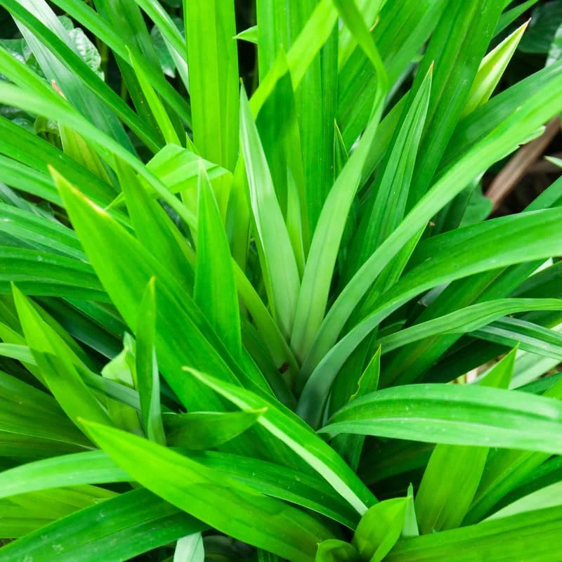 Pandan Plant Live Indoor - 4-7 Inch Herb Plant - Easy to Grow