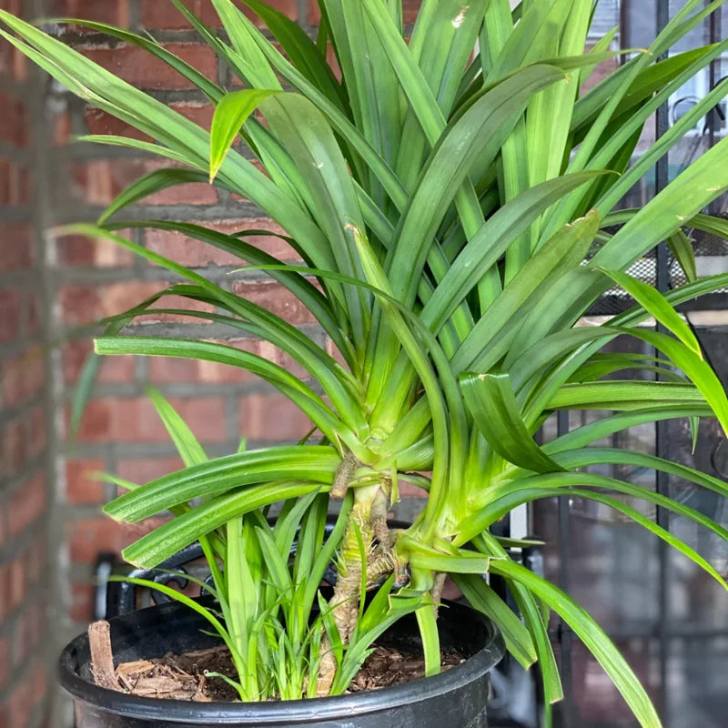 2 Pandan Plants Live Well Rooted - 5 Inch Indoor Outdoor Plant